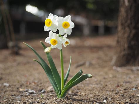 水仙 花|スイセン属